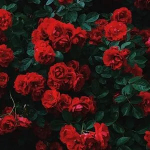 Valentines - Poetic Vision