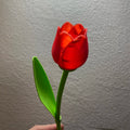 Beautiful Tulip With Stem - Valentine’s day Gift - Poetic Vision