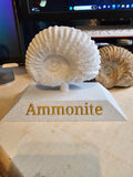 Fossil 3d scanned (ammonite) - Poetic Vision